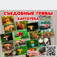 Картотека "Съедобные грибы"