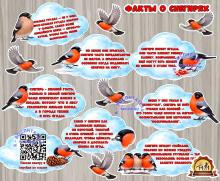 Оформление "Факты о снегирях" (оформление, оформление группы, оформление окна)