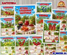 Ягоды – кладовая здоровья (День здоровья, ягоды)