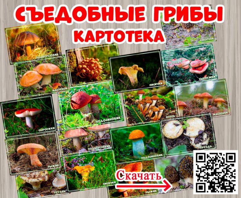 Картотека "Съедобные грибы"