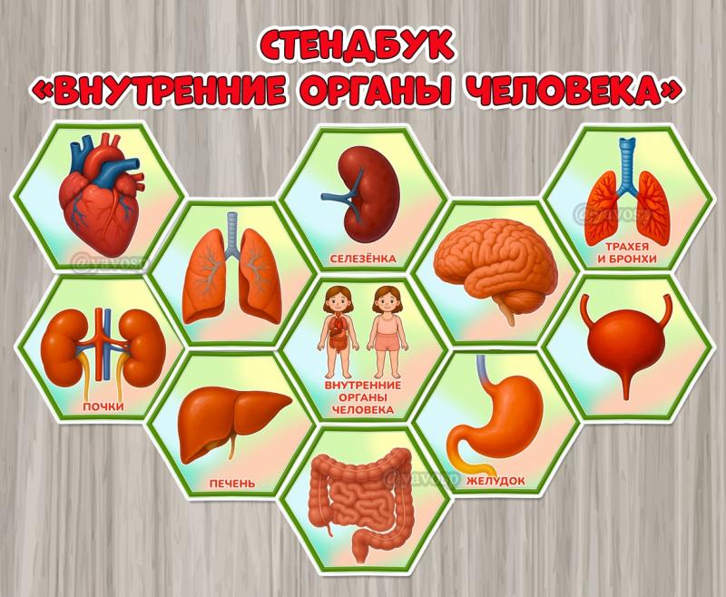 Стендбук или мини-книга «Внутренние органы человека»  ()