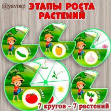Этапы роста растений. круги вертушки, ознакомление с природой, наблюдения, детский сад