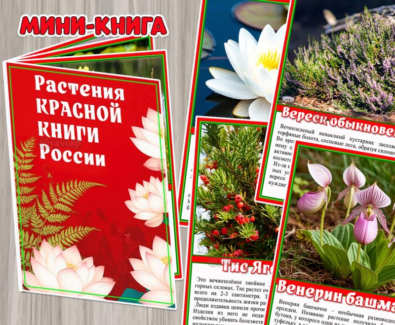 Мини-книга «Растения Красной книги России» 9 страниц + обложка.  ()