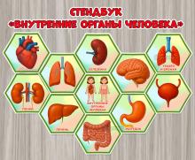Стендбук или мини-книга «Внутренние органы человека» Стендбук или мини-книга «Внутренние органы человека» ()