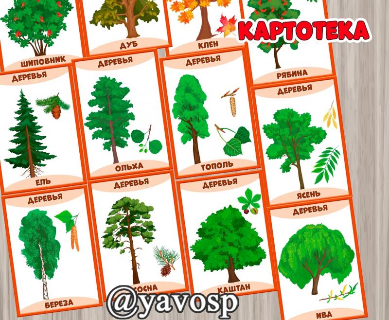 Картотека "Деревья, листья, плоды" (дерево, картотека)