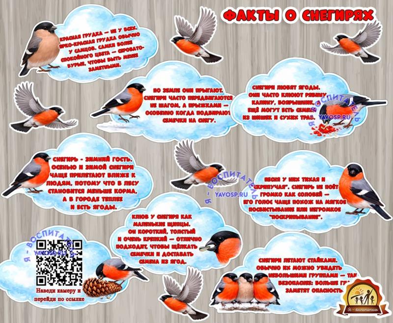 Оформление "Факты о снегирях" (оформление, оформление группы, оформление окна)
