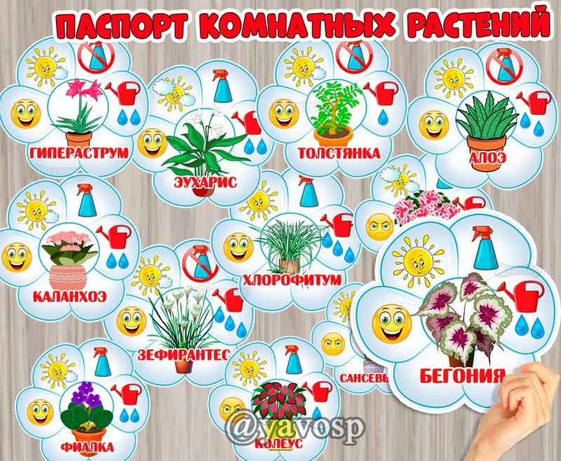 Паспорт комнатных растений, цветы, детский сад, дошкольник, воспитатель, маркировка
