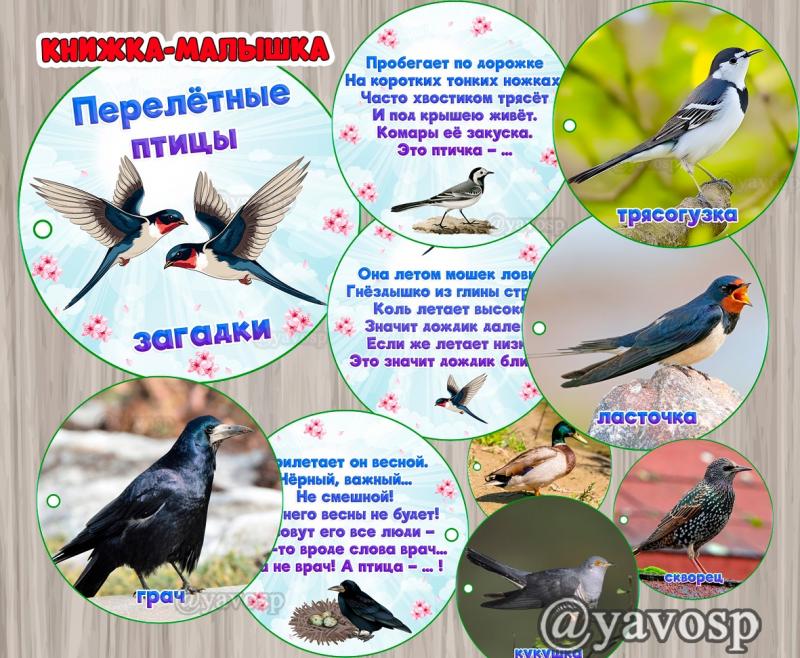 Книжка - малышка "Перелетные птицы. Загадки", младшая, среняя, старшая, подготовительная группа, мини-книга
