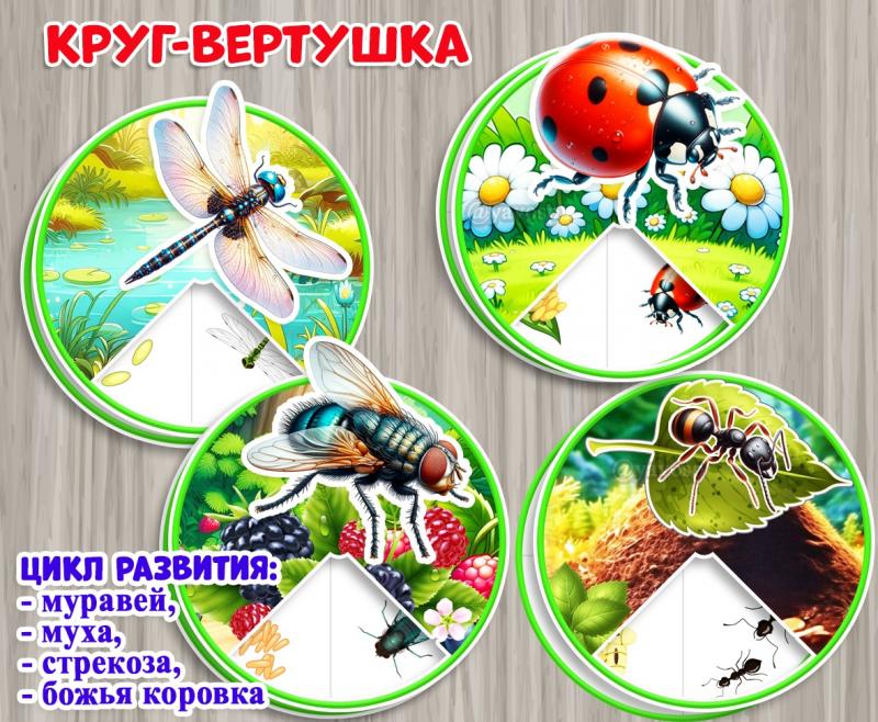 Круги-вертушки "Цикл развития живых организмов" 