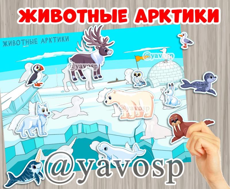 Животные Арктики