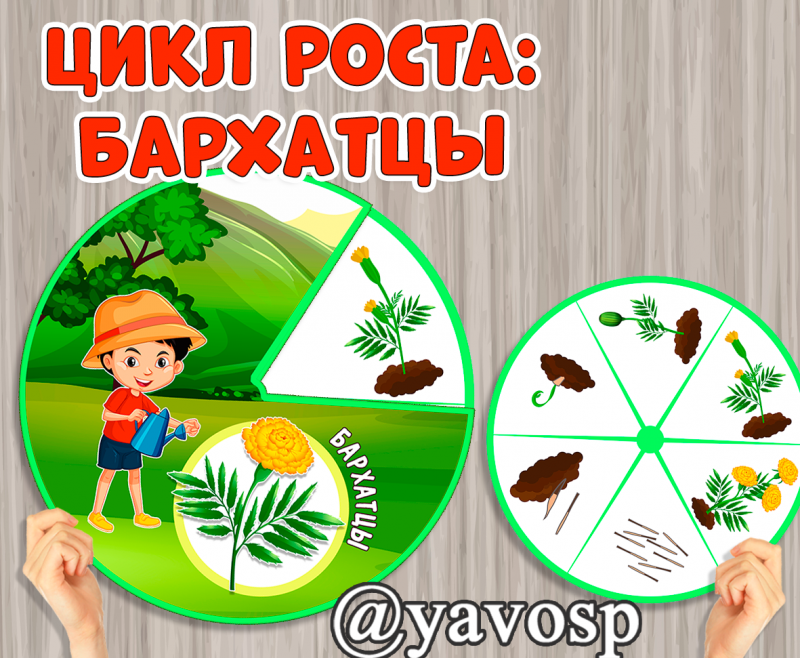 Круг-вертушка Цикл роста Бархатцы - скачать и распечатать, шаблоны, детский сад, экологическое образование Круг-вертушка Цикл роста Бархатцы - скачать и распечатать, шаблоны, детский сад, экологическое образование