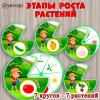 Этапы роста растений. круги вертушки, ознакомление с природой, наблюдения, детский сад