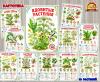 Картотека «Ядовитые растения» (картотека, растения, комнатные растения)
